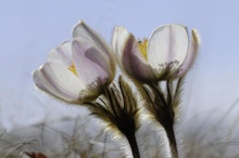 Pulsatilla im Pelz 4