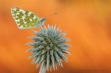 Resedafalter auf Kugeldistel