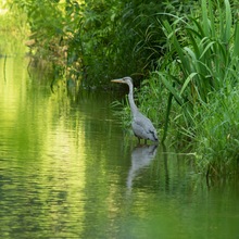 Graureiher in der Pegnitz