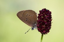 Dunkler Wiesenknopf Ameisenbläuling