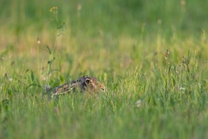 Versteckt...