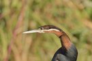 Schlangenhalsvogel