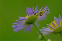 Krabbenspinne