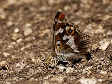 Schillerfalter