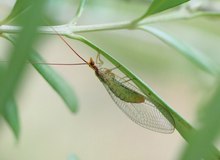 Rotköpfige Florfliege (Nothochrysa fulviceps)