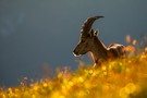 Steinbock im Sternenstaub