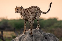 Gepard auf Termitenhügel