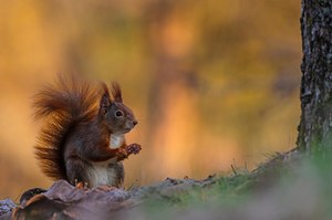 Im Eichhörnchen-Revier