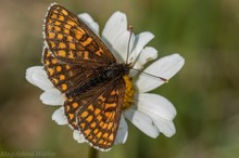 Wachtelweizen-Scheckenfalter,Melitaea athalia