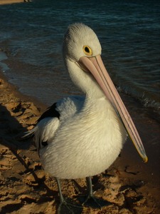 Pelikan @ Australien