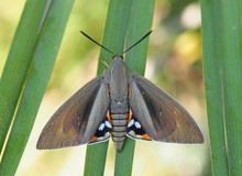 Paysandisia archon - Palmenschmetterling (Weibchen)