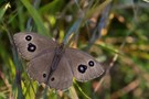 Blaukernauge ♀