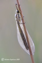 Myrmecaelurus trigrammus