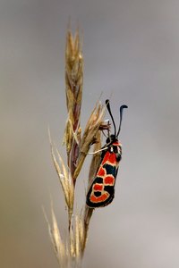 Das Bergkronwicken Widderchen,