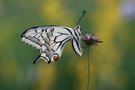 Abends auf der Orchideenwiese