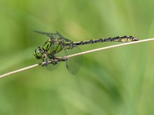 Jungfer im Grünen (Ophiogomphus cecilia)