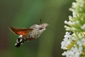 Wie ein Kolibri...