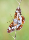 Limenitis camilla
