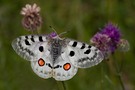 Parnassius apollo