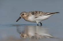 Sanderling