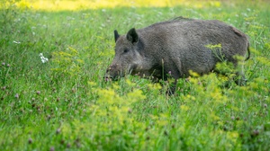 Wiesenbesucher