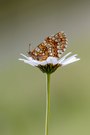 Scheckenfalter (Melitaea aurelia)