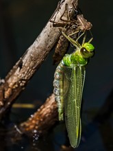 Anax Imperator