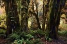 Hoh Rain Forest ...,