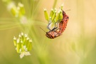 Streifenwanze (Graphosoma italicum) am Giersch