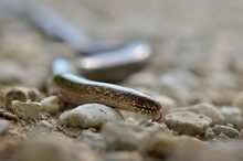 Schleiche macht auf Schlange