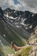 Steinböcke in den Ötztaler Alpen