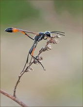 *Ammophila sabulosa*