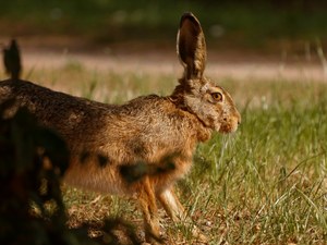 Hase  _beobachtend