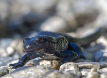 Alpensalamander