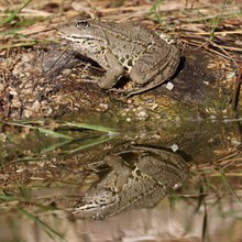 gespiegelter Seefrosch