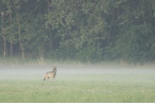 Im frühen Nebel