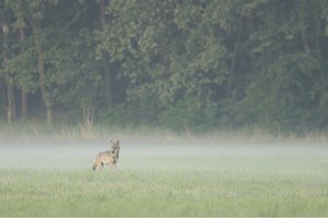 Im frühen Nebel