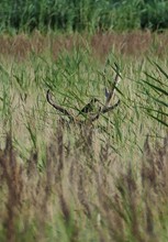 Der wandernde Ausguck