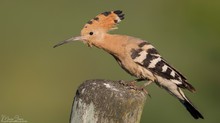 Wiedehopf auf Naturansitz