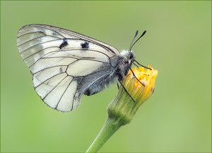 *Schwarzer Apollofalter*