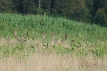 Das Wandern der Schaufeln