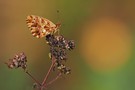 21 Magerrasen Perlmuttfalter