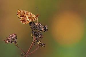 21 Magerrasen Perlmuttfalter