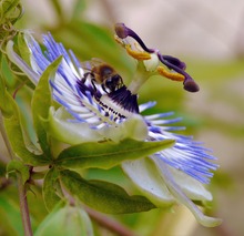 Eine "Passionierte" auf einer Passionsblüte