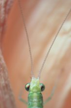 Filigranes insekt