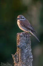 Juveniler Neuntöter bei Sonnenuntergang