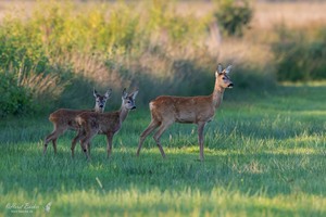 Familie