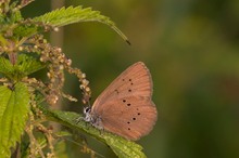 Dunkler Wiesenknopf Ameisenbläuling