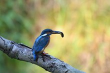 Eisvogel vor Brutwand