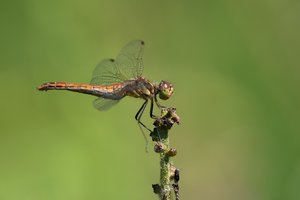 Gemeine Heidelibelle ♀